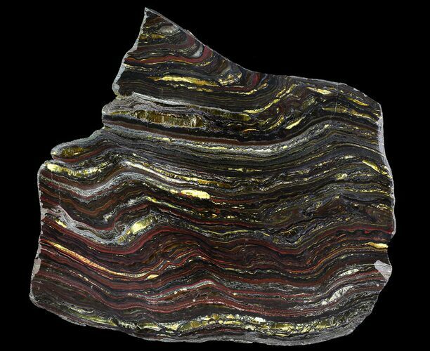 Polished Tiger Iron Stromatolite - ( Billion Years) #65357